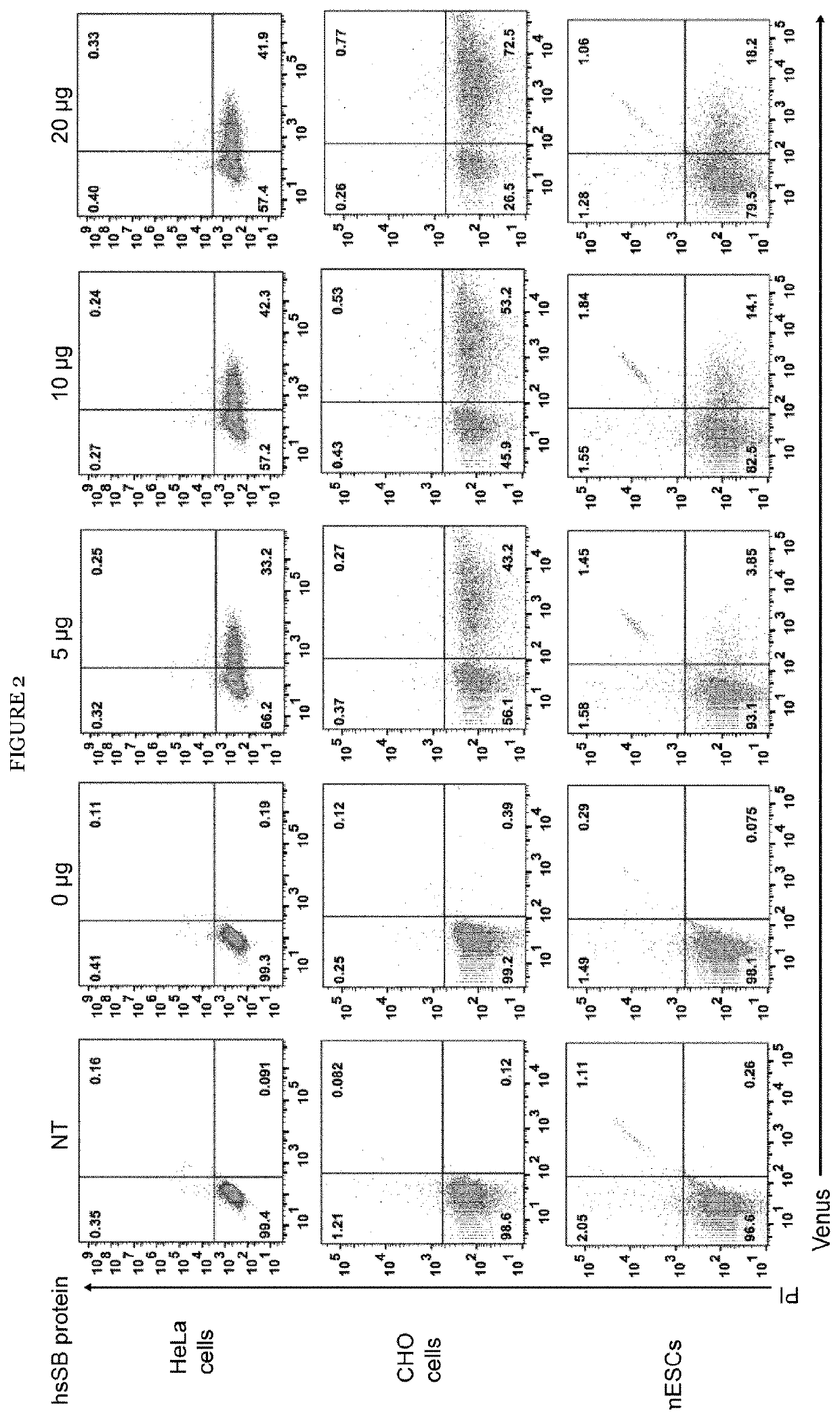 Cell penetrating transposase