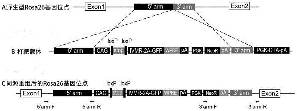 Construction method and application of conditional ivermectin receptor IVMR transgenic mouse model