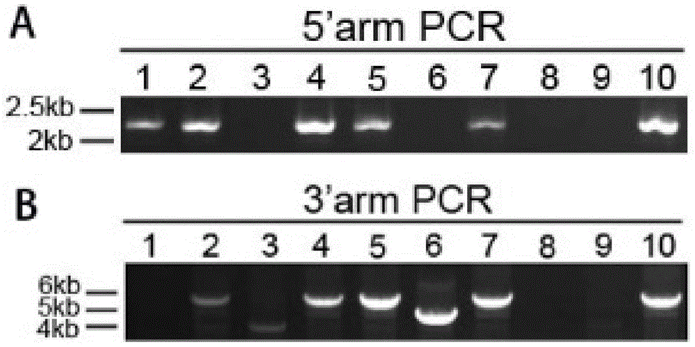 Construction method and application of conditional ivermectin receptor IVMR transgenic mouse model