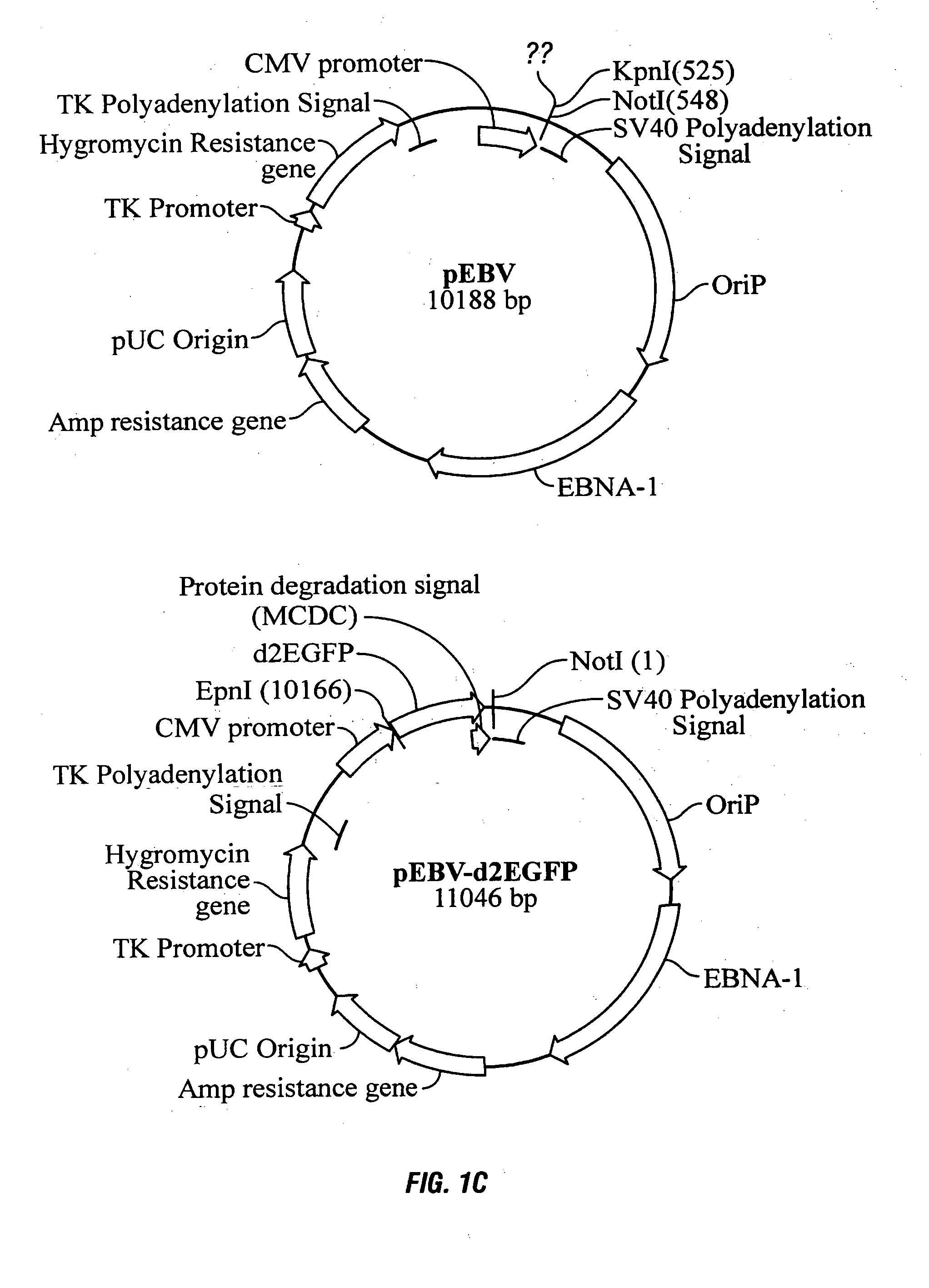 Mammalian expression system