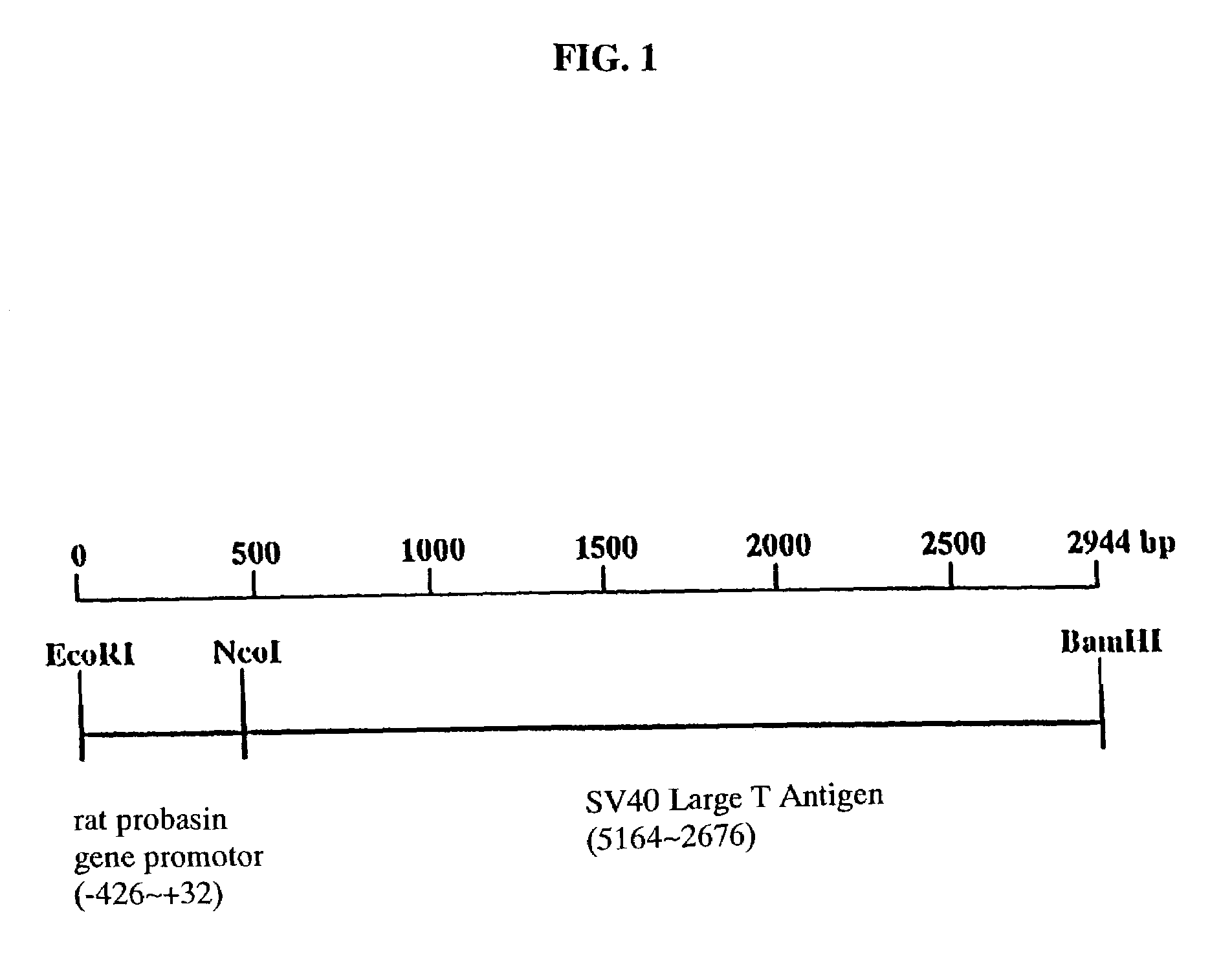 Model rat with the onset of prostatic cancer