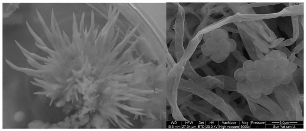 A pyridine-containing heteroterpenoid compound and its preparation method and application