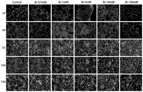 Application of bromide ions in cartilage tissue engineering