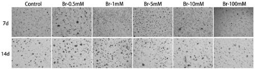 Application of bromide ions in cartilage tissue engineering