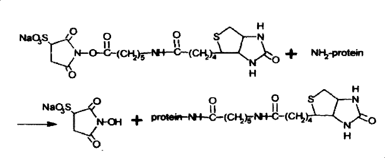 Method for separating and identifying disseminated hepatoma cells