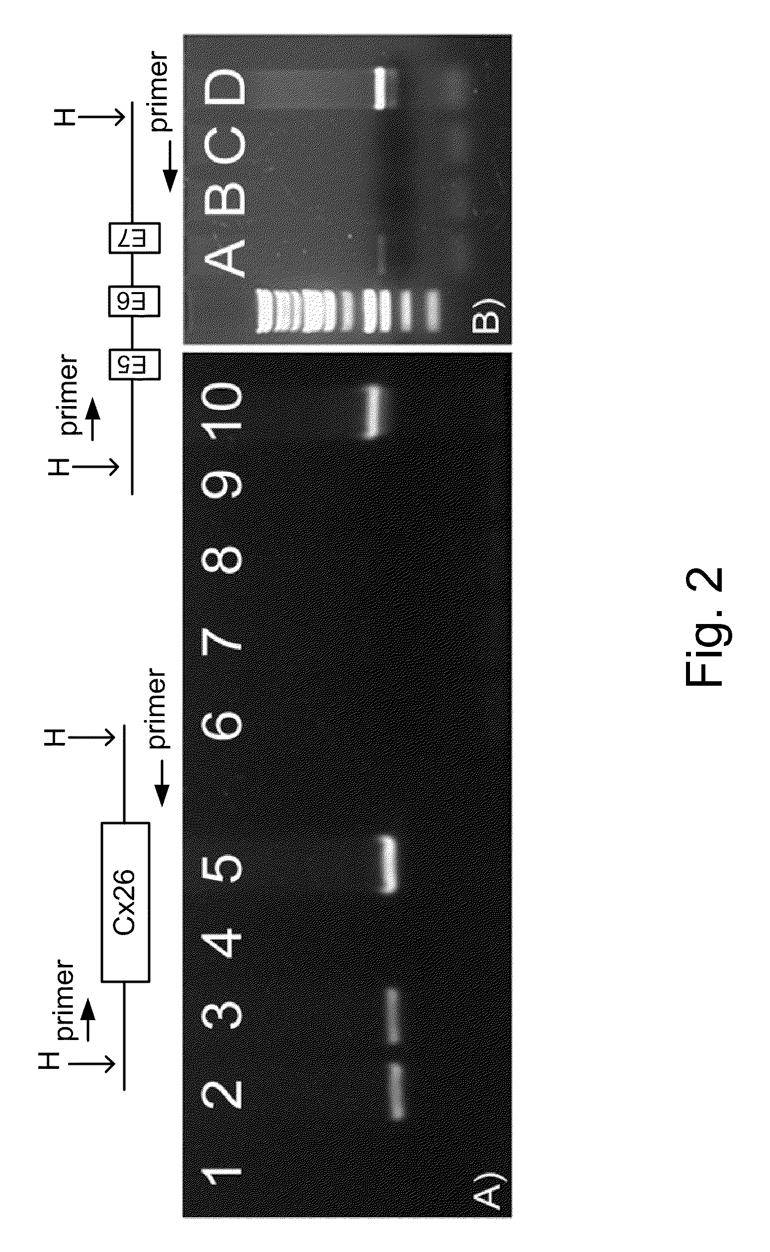 Methods for selectively capturing and amplifying exons or targeted genomic regions from biological samples