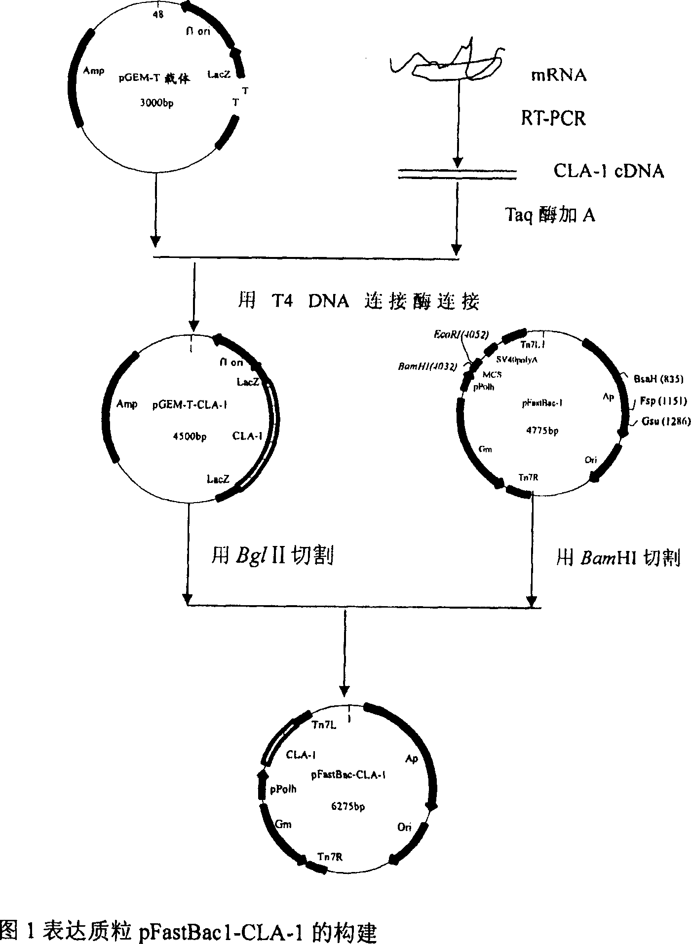 Model for filtering active regulator of human lipoprotein receptor in high density