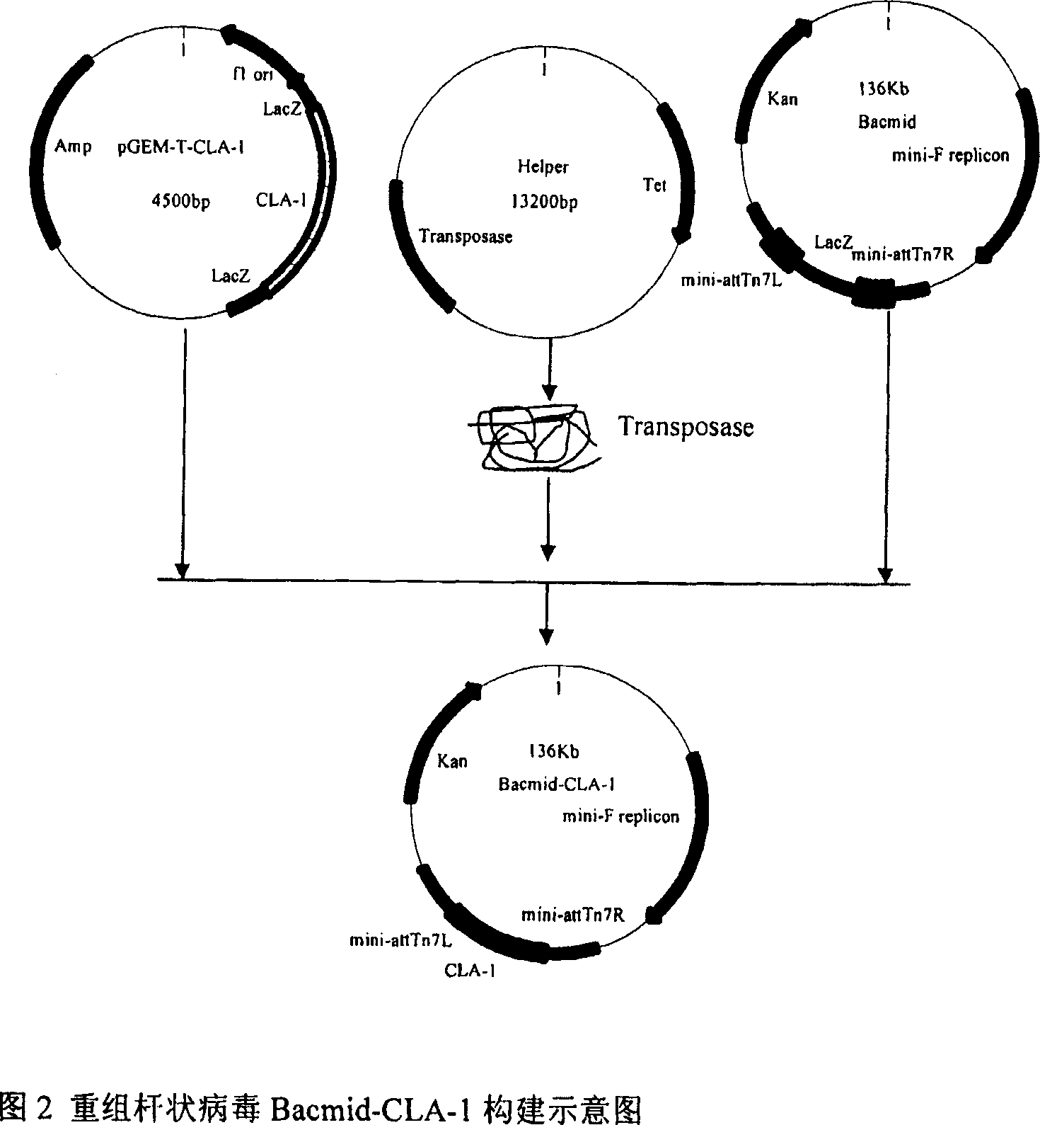 Model for filtering active regulator of human lipoprotein receptor in high density