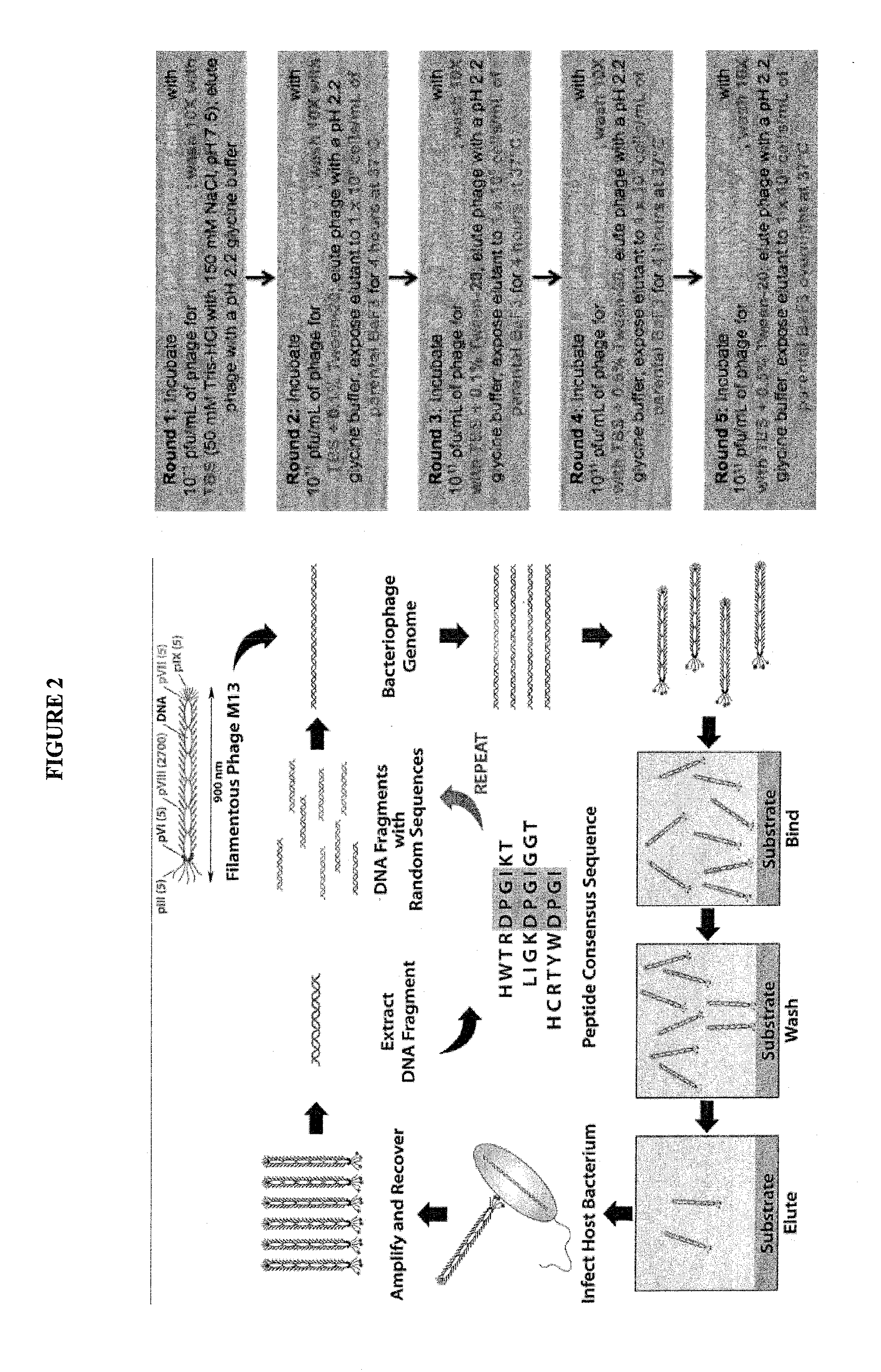 Crlf-2 binding peptides, protocells and viral-like particles useful in the treatment of cancer, including acute lymphoblastic leukemia (ALL)