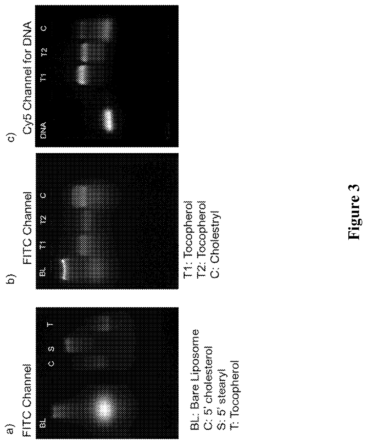 Liposomal particles, methods of making same and uses thereof