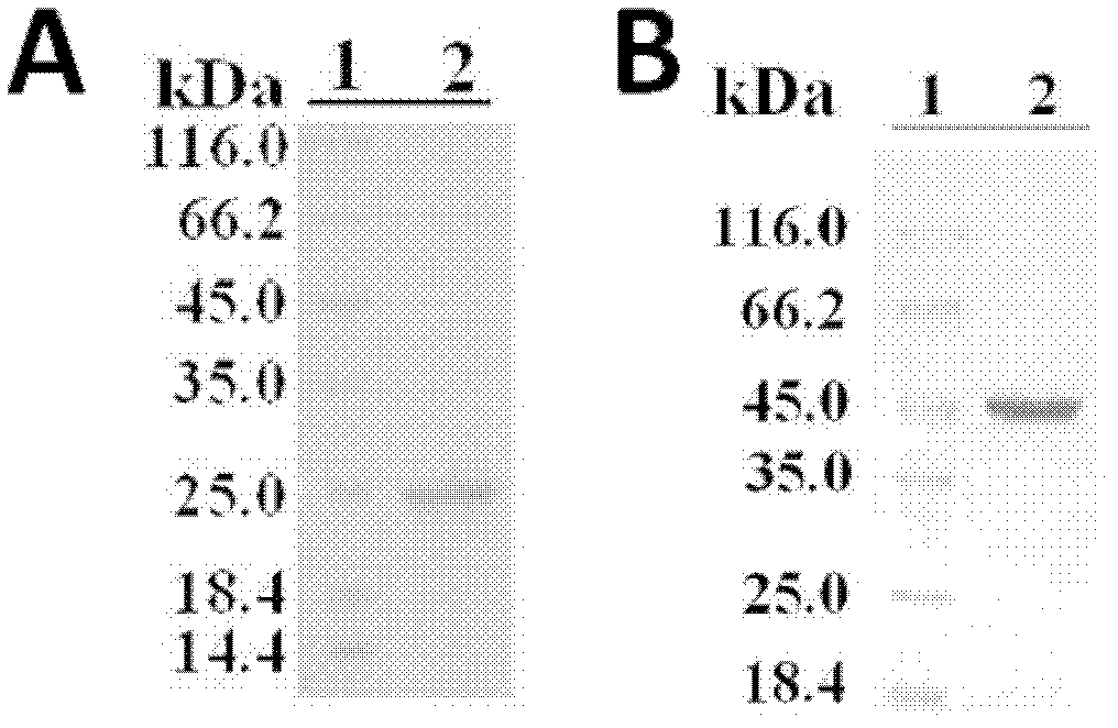 Edwardsiella tarda recombinant protein vaccines, and preparation and application thereof