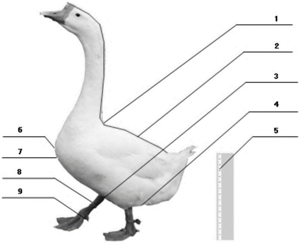 A method for measuring the body size of waterfowl by using pictures