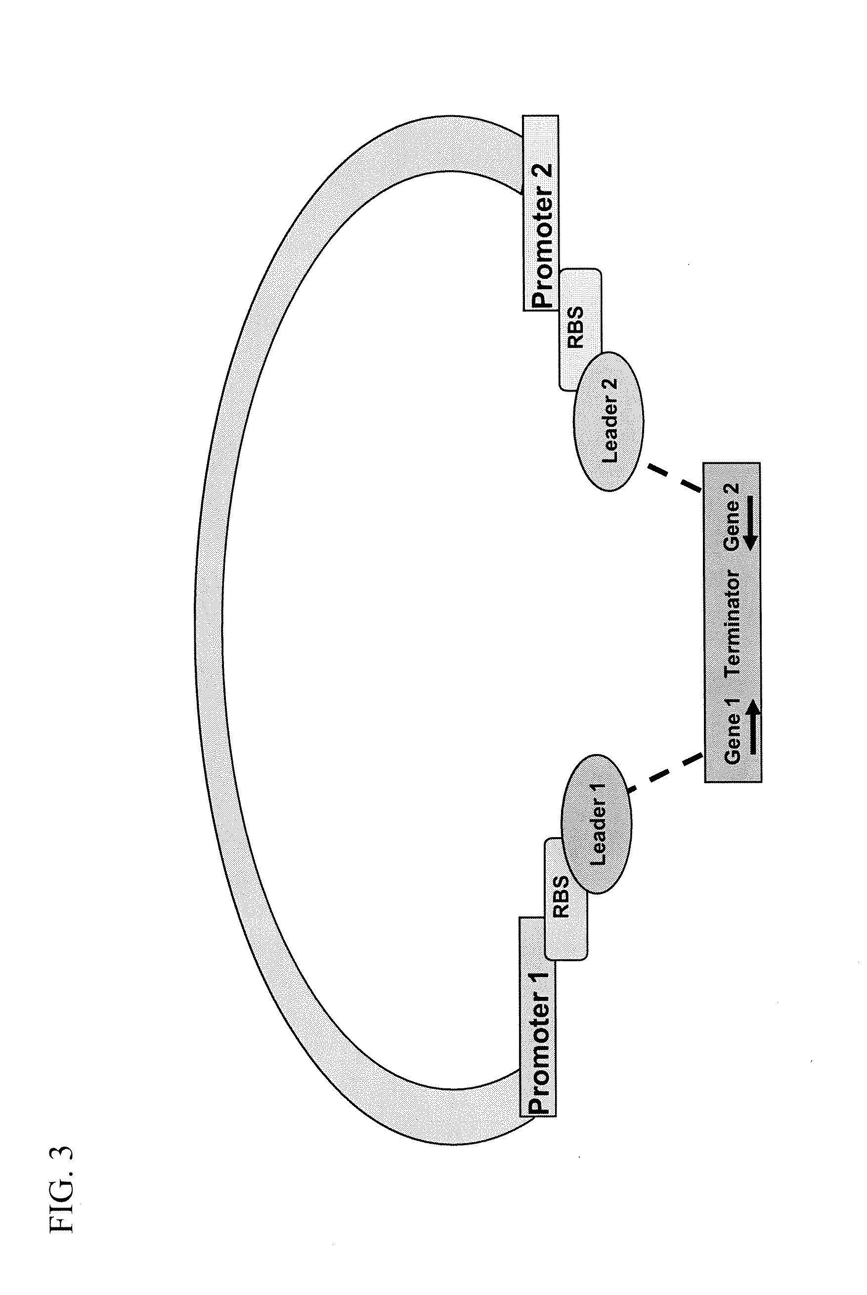 High throughput screening method and use thereof to identify a production platform for a multifunctional binding protein