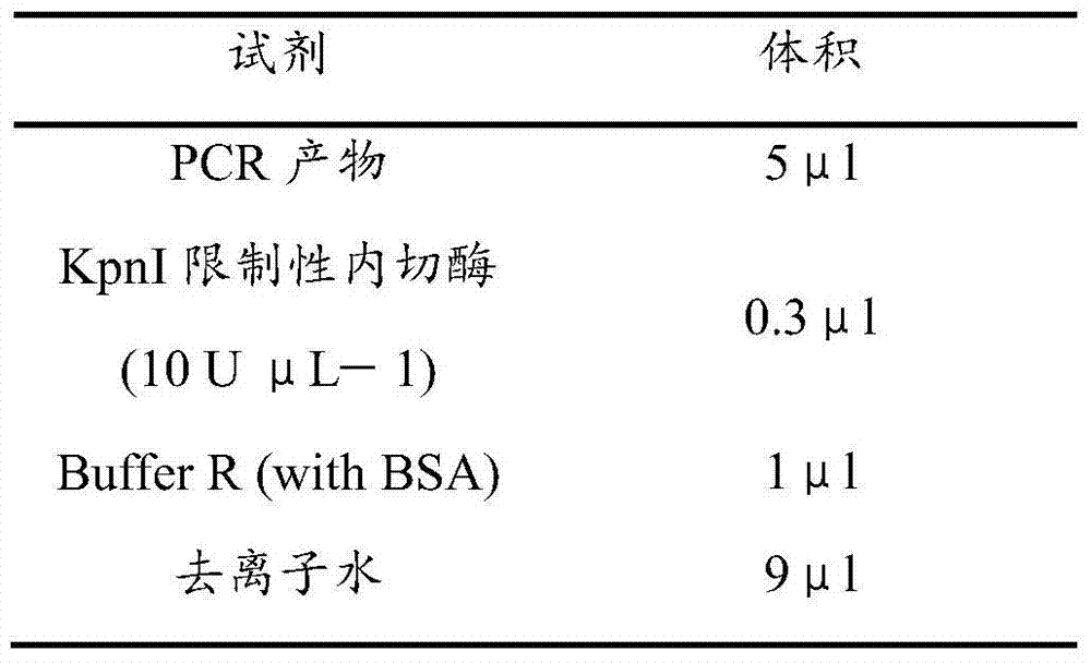 Molecular marker KpnI-1 for indicating and identifying watermelon pulp color and application