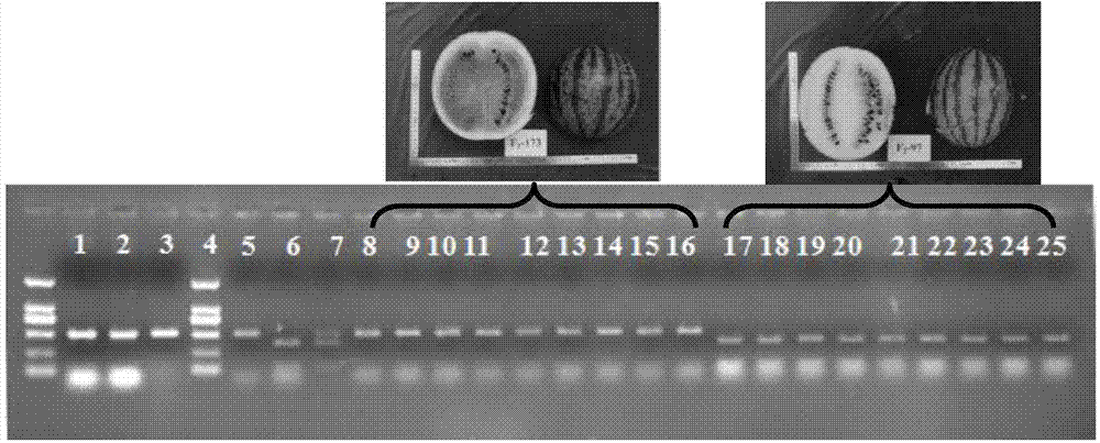 Molecular marker KpnI-1 for indicating and identifying watermelon pulp color and application