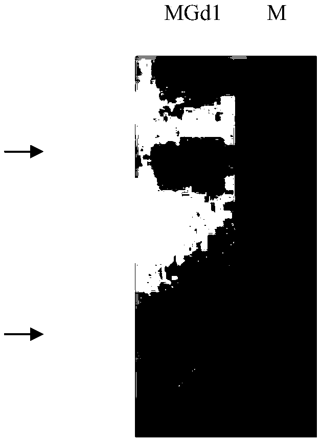 Anti-MG7-Ag monoclonal antibody and application thereof