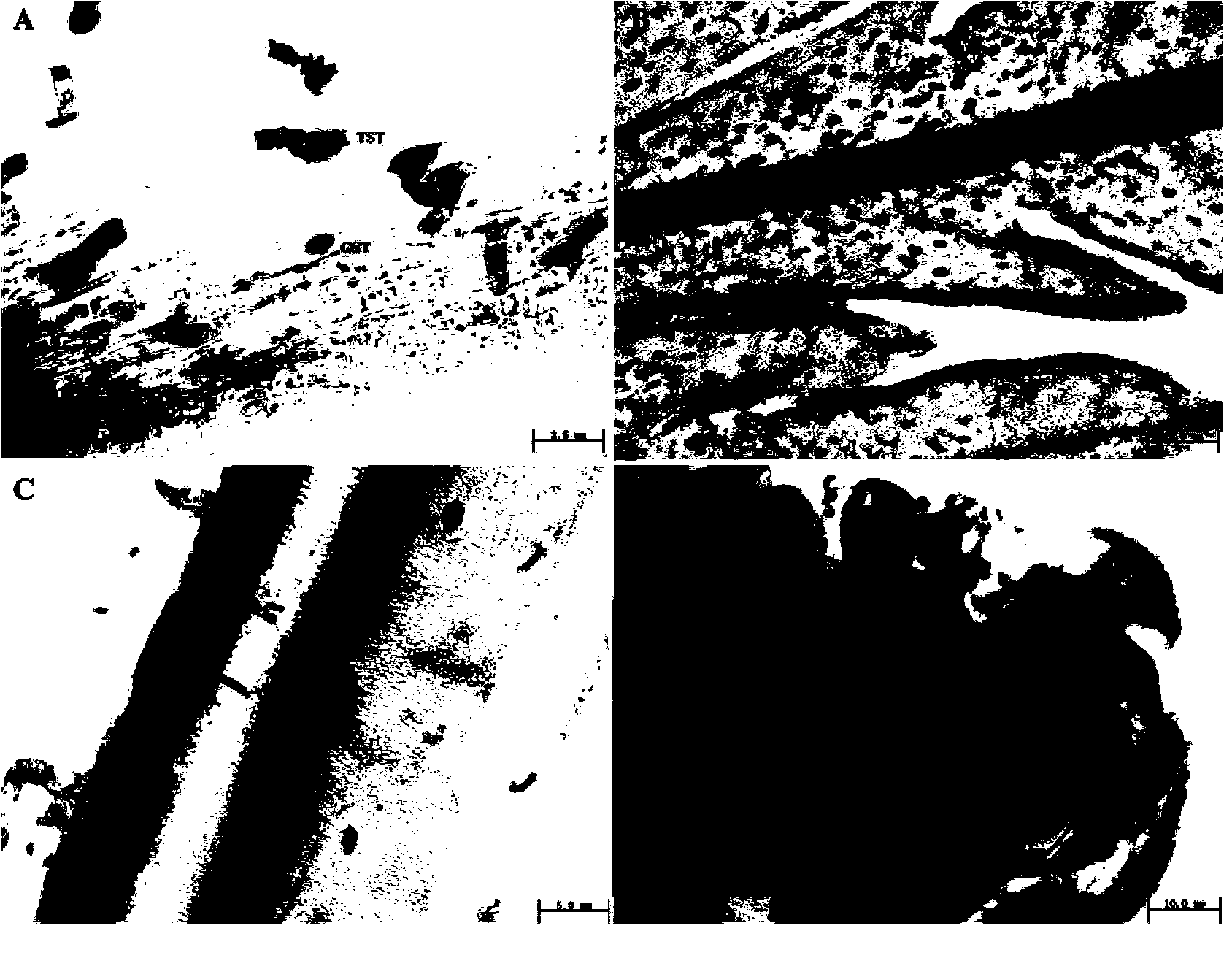 AaORA gene promoter and application thereof