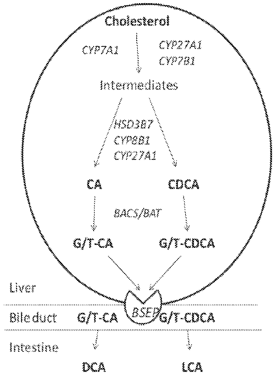 Method for Measuring Bile Salt Export Transport and/or Formation Activity