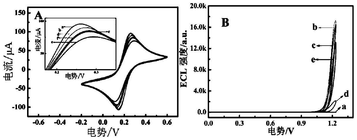 Modified electrodes, combined products and their electrochemiluminescent biosensors and applications