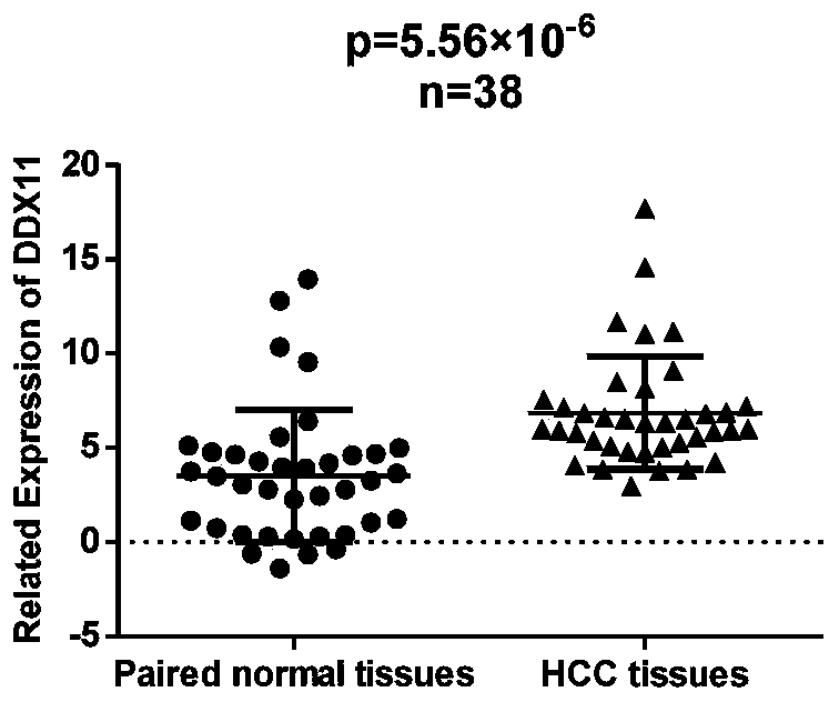 ASO for targeting long-chain non-coding RNA DDX11-AS1 and kit and application thereof in treatment of liver cancer