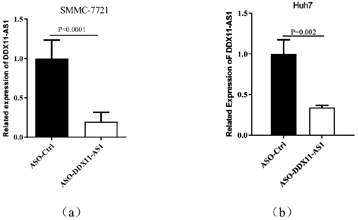 ASO for targeting long-chain non-coding RNA DDX11-AS1 and kit and application thereof in treatment of liver cancer