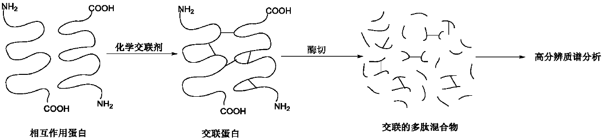 Chemical cross-linking agent for proteins, and preparation method and application thereof