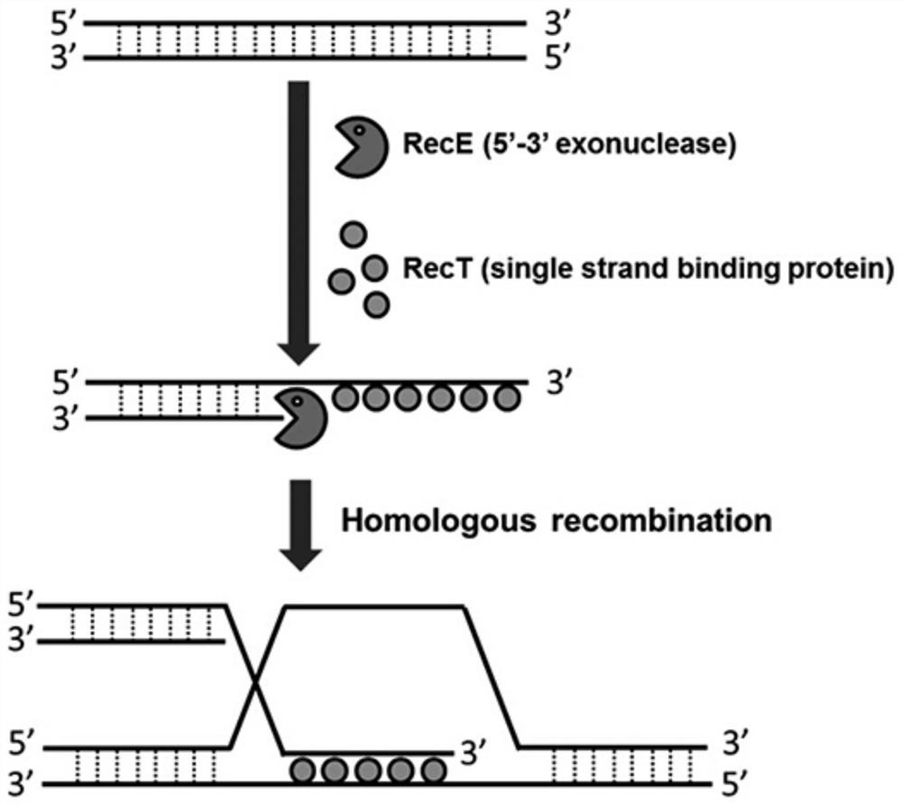 A method for in vivo screening of islet beta cell function-promoting drugs