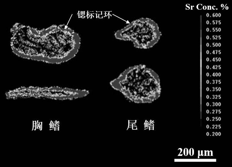 Non-lethal freshwater fish fin ray strontium marking method and detection method thereof