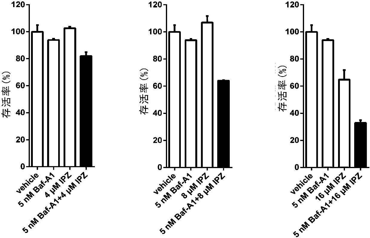 Application of KPNB1 inhibitor and protein degradation pathway inhibitor in preparation of anti-tumor drugs