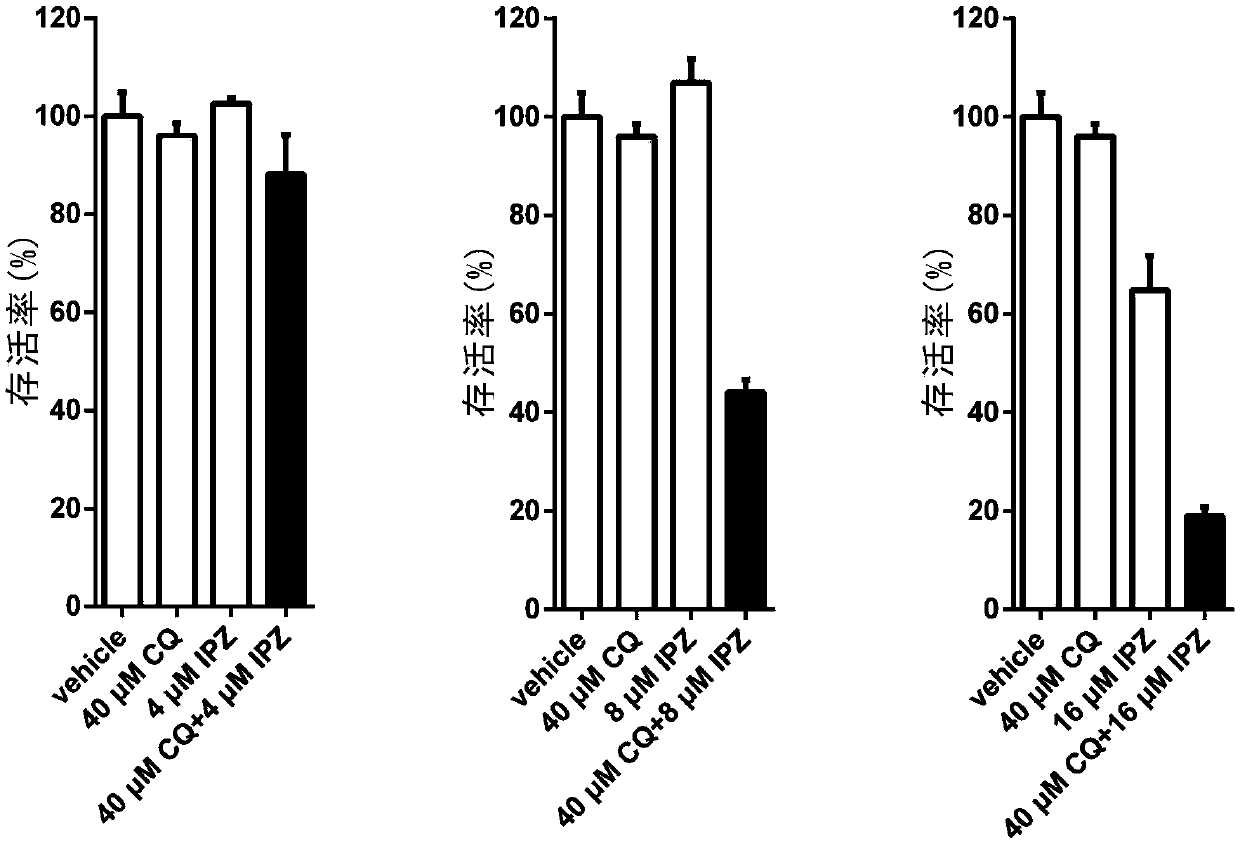 Application of KPNB1 inhibitor and protein degradation pathway inhibitor in preparation of anti-tumor drugs