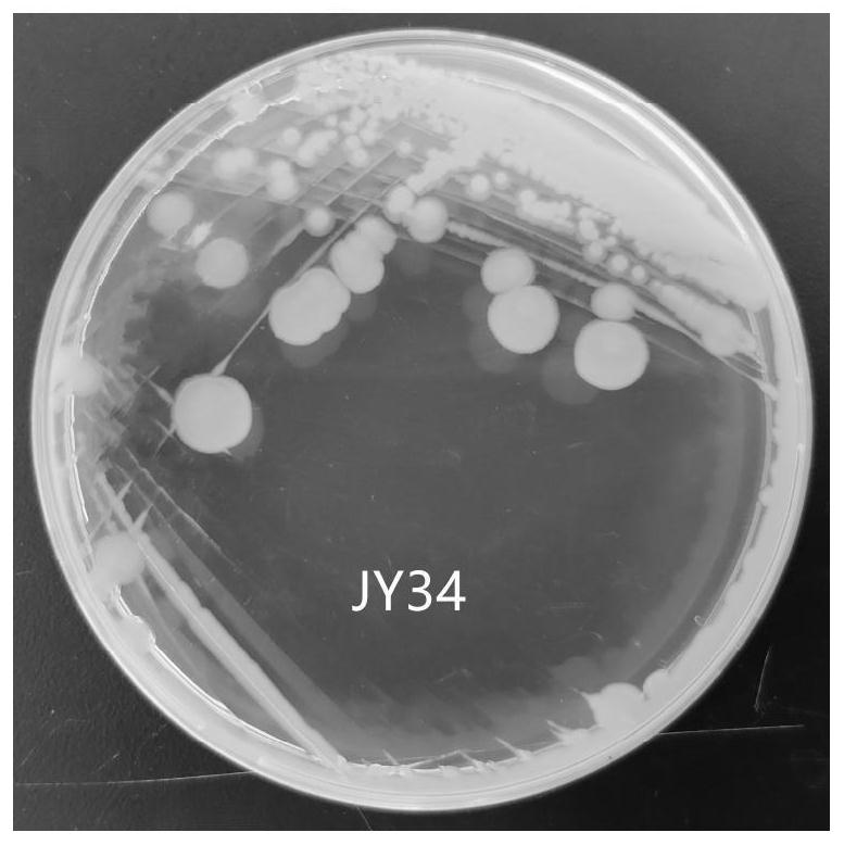 Grease degrading bacterium as well as screening method and application thereof