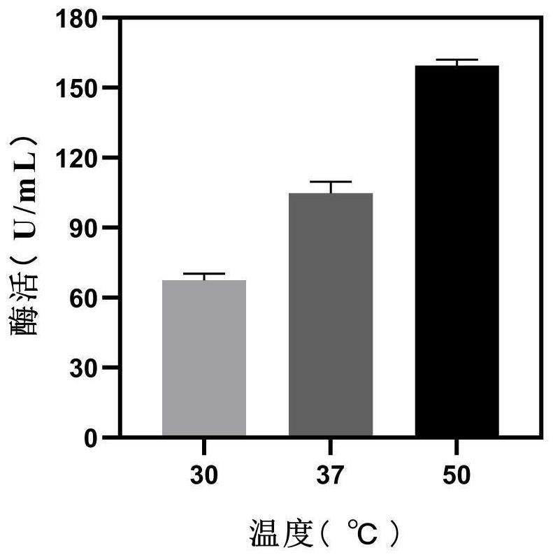 Grease degrading bacterium as well as screening method and application thereof