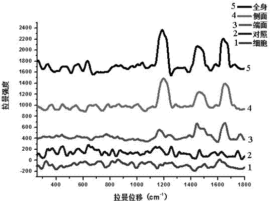 A method for surface-enhanced Raman detection of cancer cells based on self-assembled materials