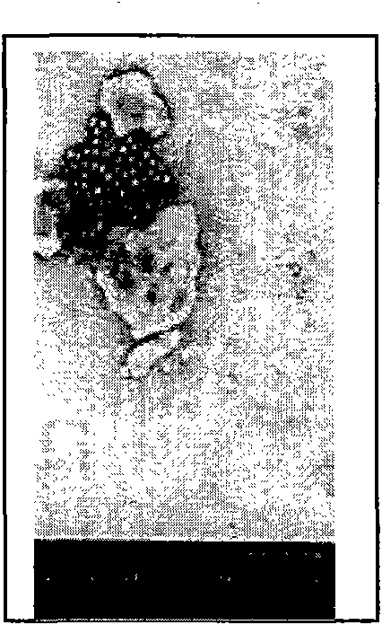 Porcine parvovirus L strain and use thereof in preparation of porcine parvovirus inactivated vaccines