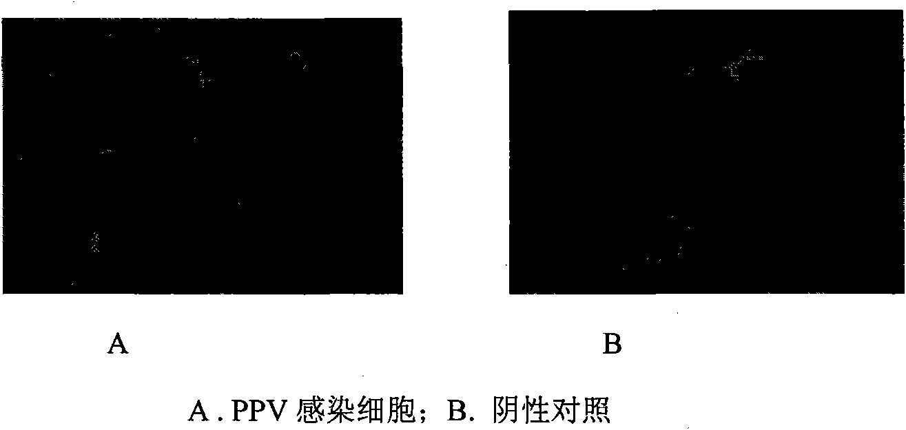 Porcine parvovirus L strain and use thereof in preparation of porcine parvovirus inactivated vaccines