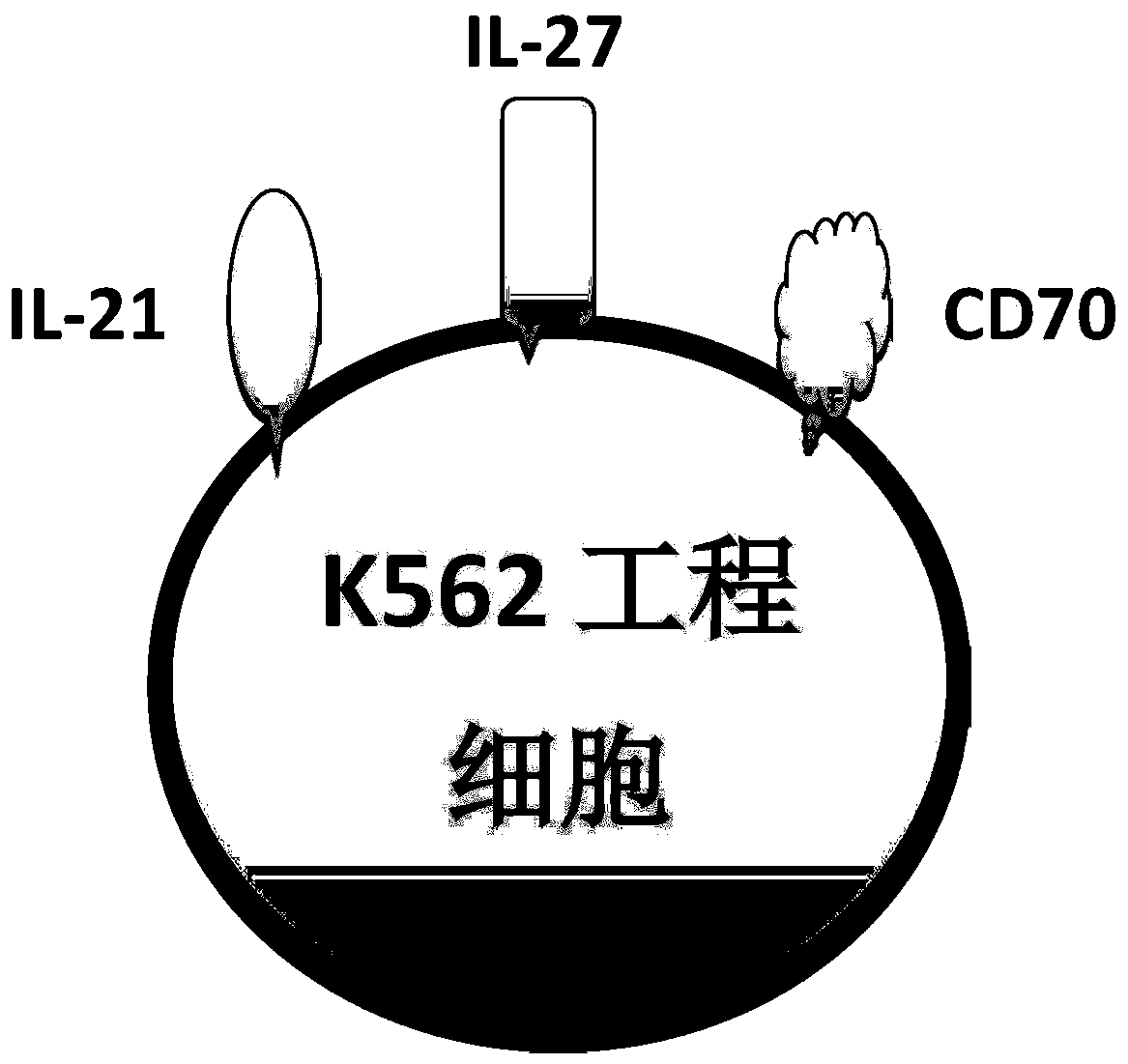 Method for efficiently amplifying NK cells in vitro