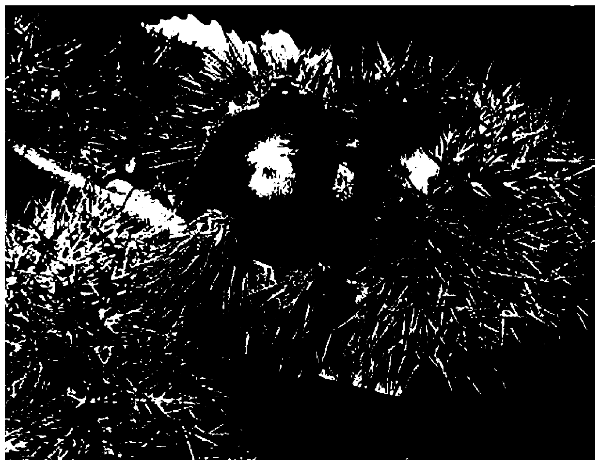 Method for culturing rapid propagation seedlings in superior-species chestnut mature embryo tissue