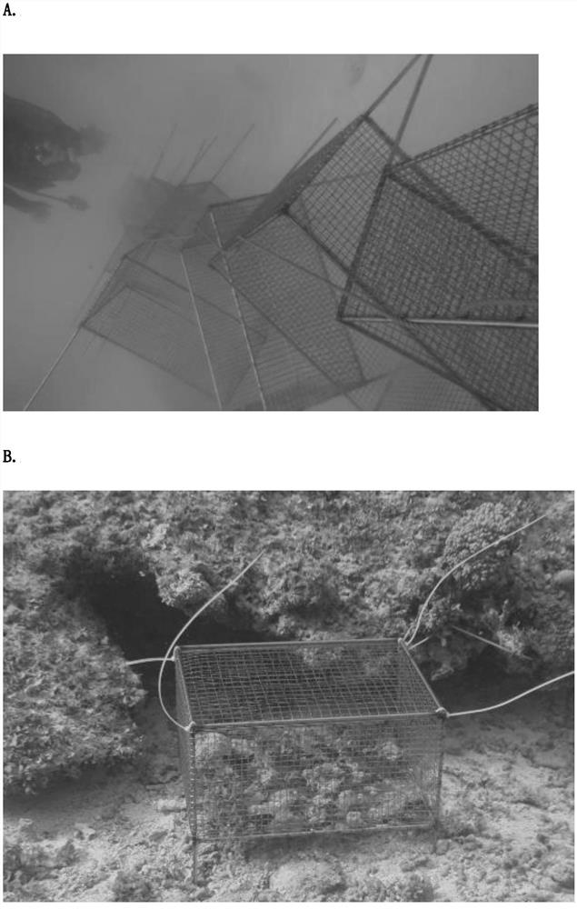 Method for artificially transplanting open sea island reef tridacna