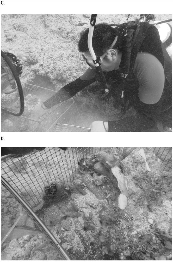 Method for artificially transplanting open sea island reef tridacna