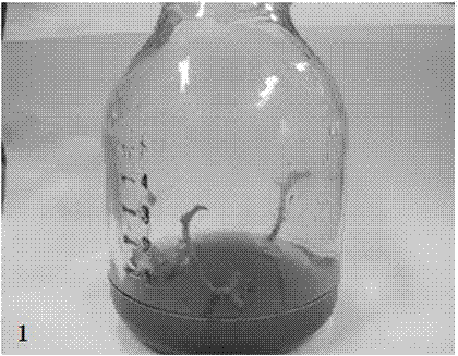 Organic additive induced goodyera foliosa plant regeneration and efficient-propagation method