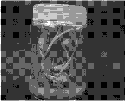 Organic additive induced goodyera foliosa plant regeneration and efficient-propagation method