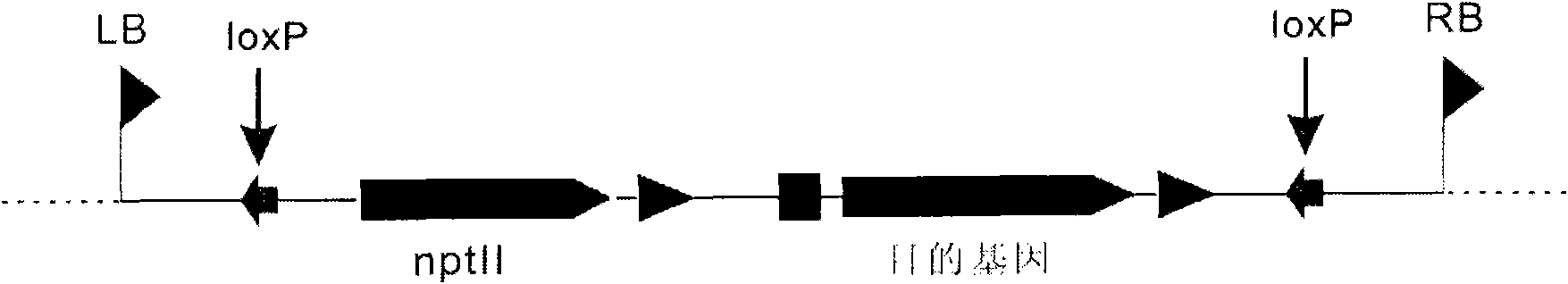 Site-specific integration transgenosis method for Arabidopsis thaliana L.