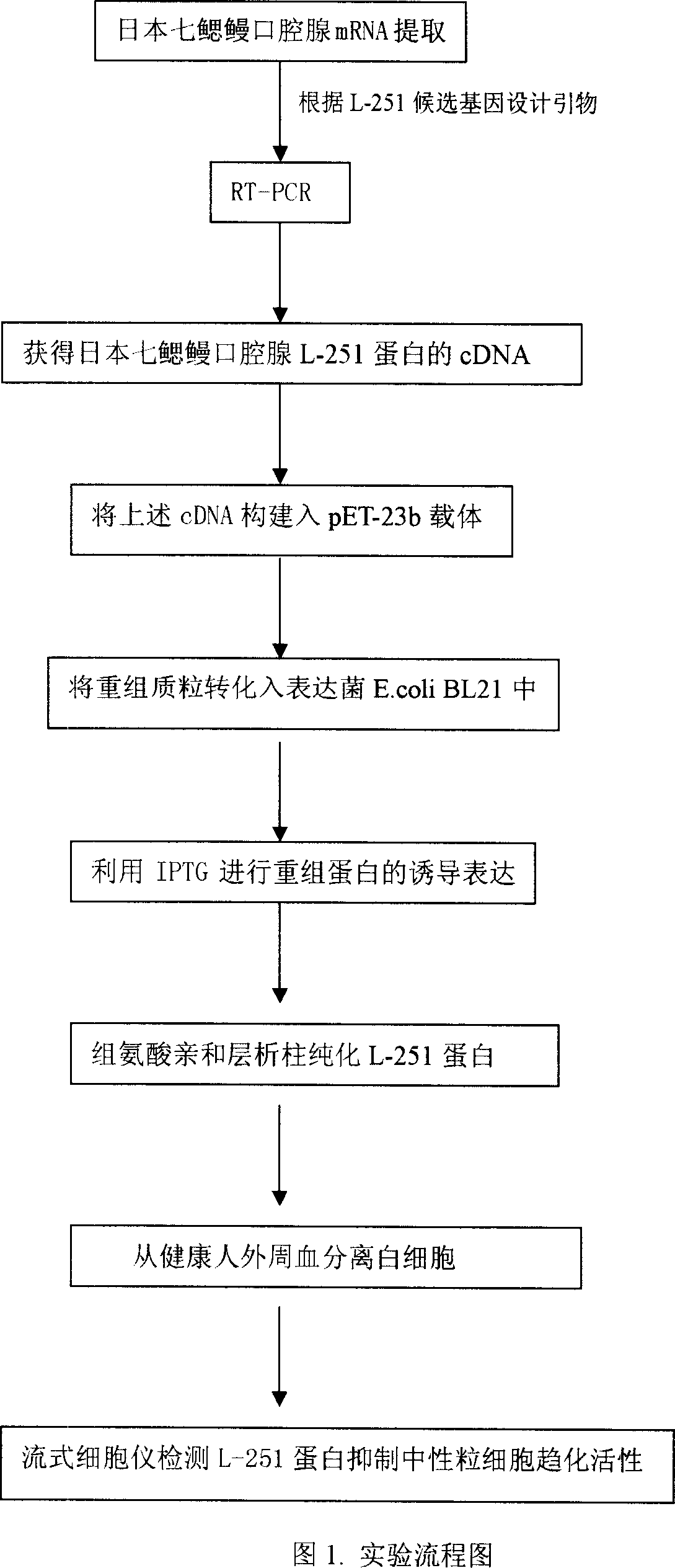 Recombinant L-251 protein with anti-inflammatory effect secreted by Japanese lamprey oral gland