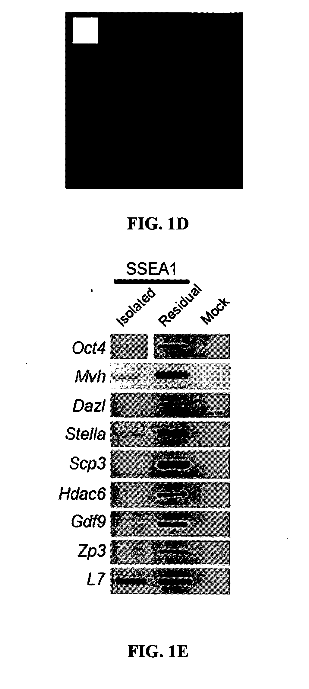 Methods and compositions for producing germ cells from bone marrow derived germline stem cells