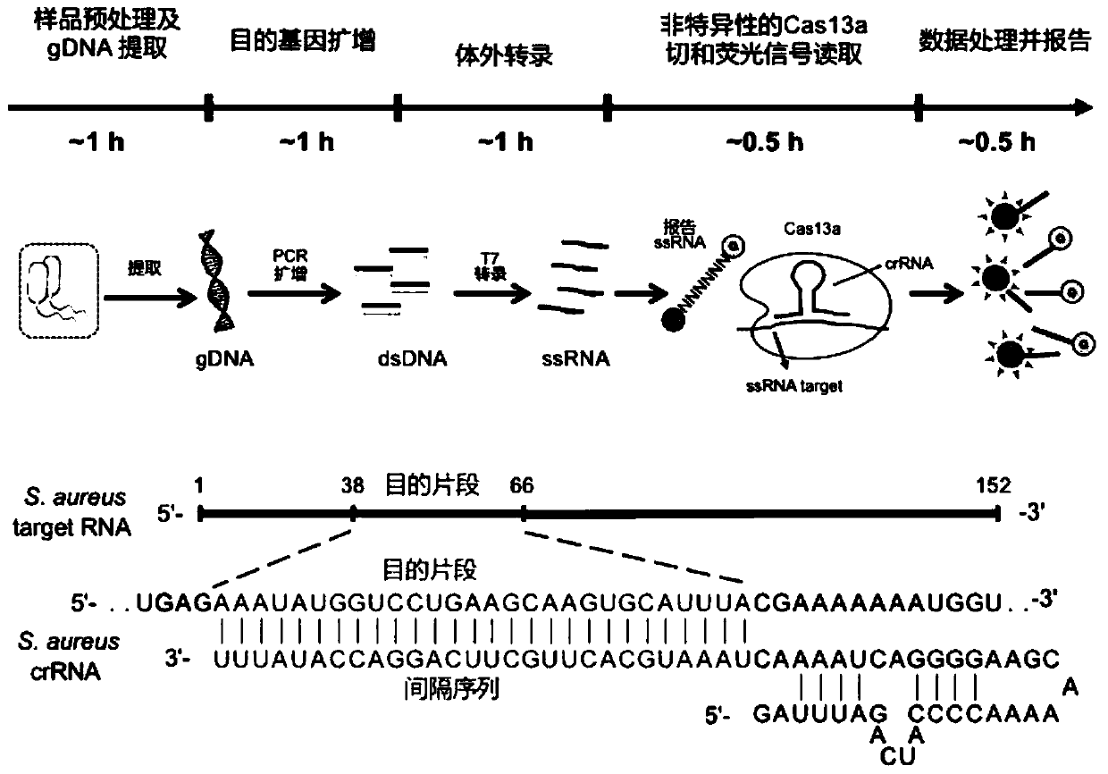 Method for detecting microorganism based on CRISPR-Cas13a system and application