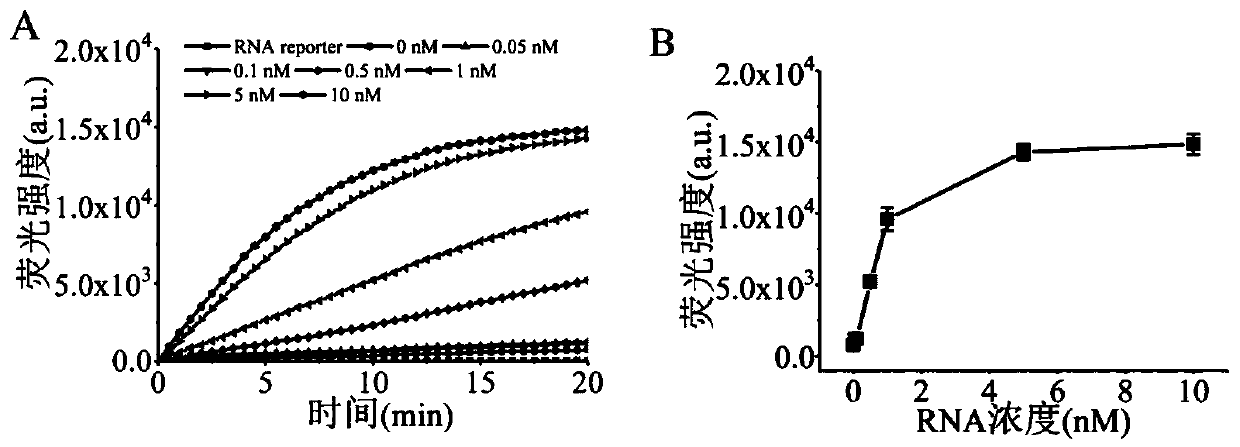 Method for detecting microorganism based on CRISPR-Cas13a system and application