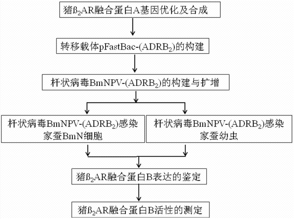 Porcine β2 adrenergic receptor fusion protein, coding gene and expression method thereof