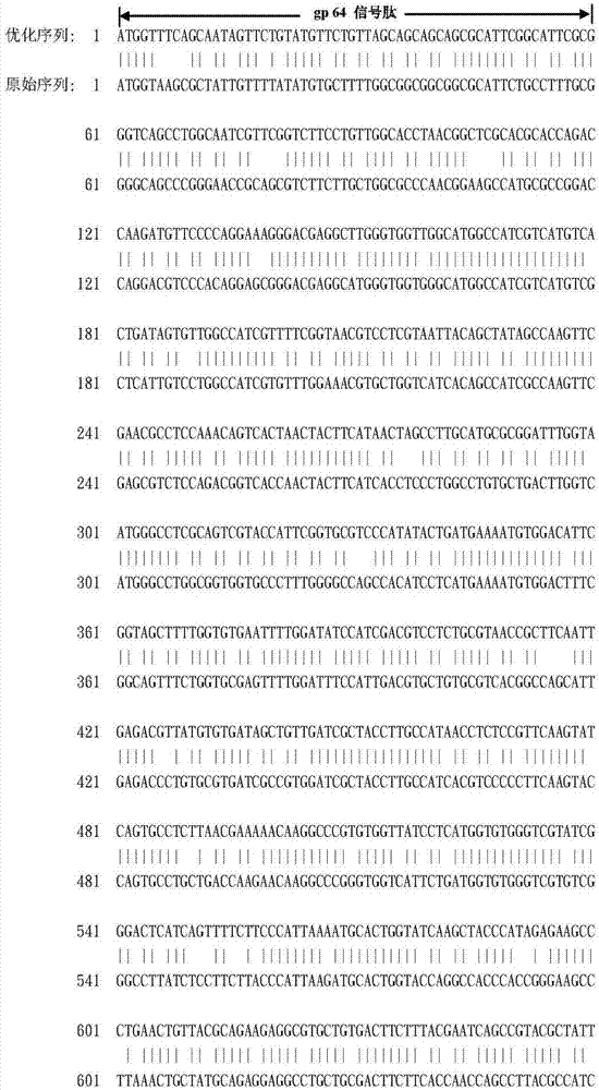 Porcine β2 adrenergic receptor fusion protein, coding gene and expression method thereof