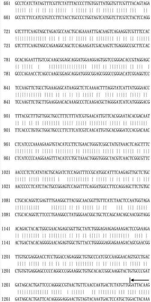 Porcine β2 adrenergic receptor fusion protein, coding gene and expression method thereof