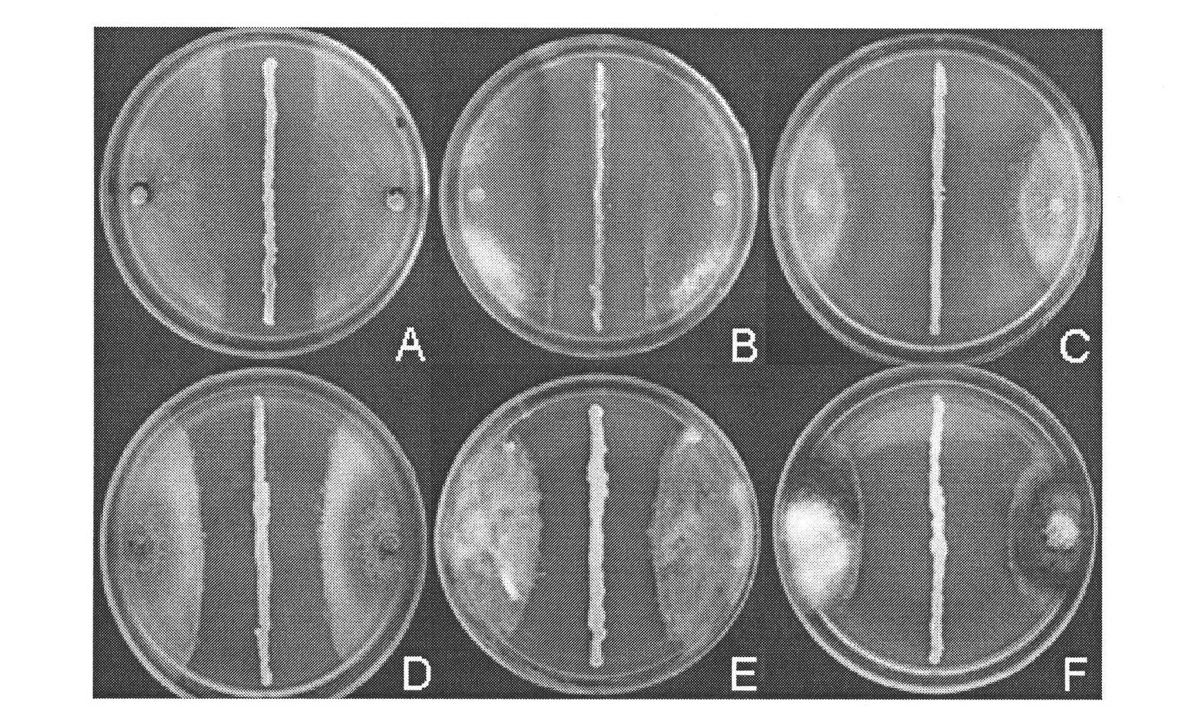 Biocontrol bacillus subtilis WJ-1 for rice sheath blight, microbial inoculum and application thereof